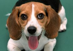 安卓宠物 狗 汪星人手机壁纸