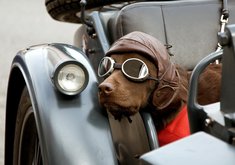 安卓宠物 狗 汪星人 拉不拉多犬手机壁纸