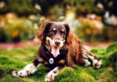 安卓宠物 狗 汪星人 史宾格犬手机壁纸