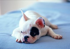 安卓宠物 狗 汪星人 斗牛犬手机壁纸