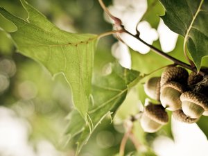 安卓植物 橡果手机壁纸