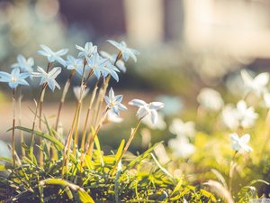 安卓植物 花朵 葱莲 摄影 微距手机壁纸
