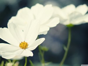 安卓植物 花朵 秋英 摄影 微距手机壁纸