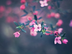 安卓植物 花朵 松红梅 摄影 微距手机壁纸