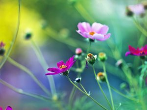 安卓植物 花朵 秋英 摄影 微距手机壁纸
