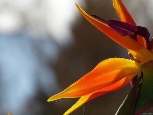 安卓植物 花朵 天堂鸟 摄影 微距手机壁纸