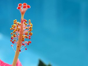 安卓植物 花朵 朱槿 摄影 微距手机壁纸