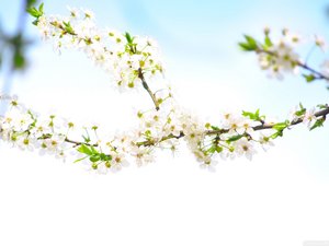 安卓植物 花朵 李 摄影 春天手机壁纸