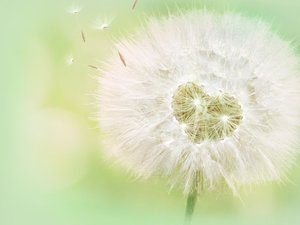 安卓爱情美图 唯美温馨 爱的蒲公英手机壁纸