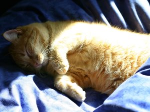 安卓萌宠 喵星人 猫 猫咪 瞌睡手机壁纸