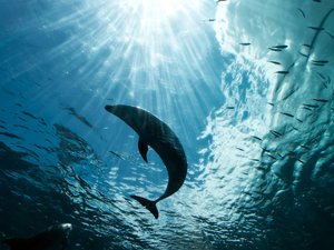 萌宠 动物 海洋生物 海豚