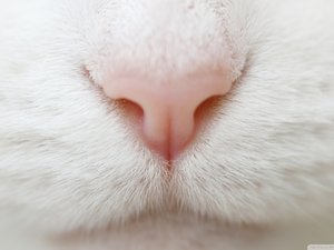 萌宠 喵星人 猫咪 猫 cat