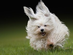 安卓宠物 狗 汪星人手机壁纸