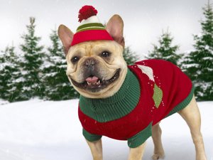 安卓宠物 狗 汪星人 斗牛犬手机壁纸