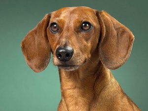 安卓宠物 狗 汪星人 腊肠犬手机壁纸