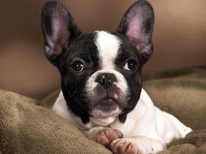 安卓宠物 狗 汪星人 波士顿梗犬手机壁纸