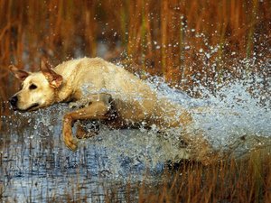 安卓宠物 狗 汪星人手机壁纸