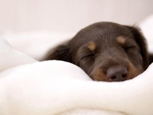 安卓宠物 狗 汪星人手机壁纸