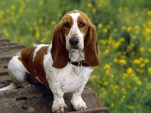 安卓宠物 狗 汪星人 巴吉度犬手机壁纸