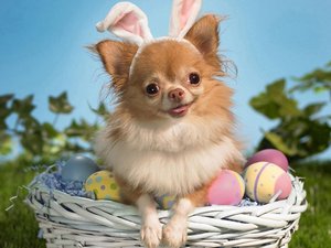 安卓宠物 狗 汪星人 吉娃娃犬手机壁纸