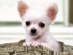 安卓宠物 狗 汪星人 吉娃娃犬手机壁纸