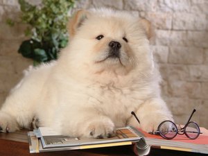 安卓宠物 狗 汪星人 松狮犬手机壁纸