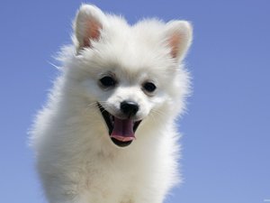 安卓宠物 狗 汪星人手机壁纸