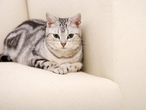 安卓宠物 猫 喵星人 美国短毛猫手机壁纸