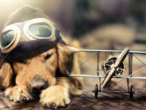 安卓宠物 狗 汪星人 金毛犬手机壁纸