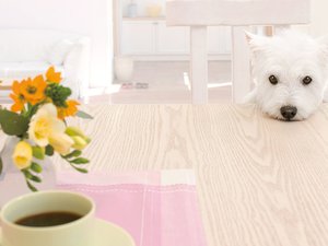 安卓宠物 狗 汪星人 西高地白梗手机壁纸