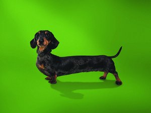 安卓宠物 狗 汪星人 腊肠犬手机壁纸