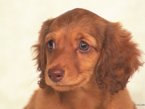 安卓宠物 狗 汪星人 腊肠犬手机壁纸