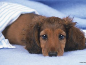 安卓宠物 狗 汪星人 腊肠犬手机壁纸
