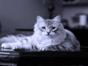安卓宠物 猫 喵星人手机壁纸