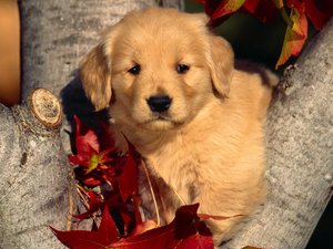 安卓宠物 狗 汪星人 金毛犬手机壁纸