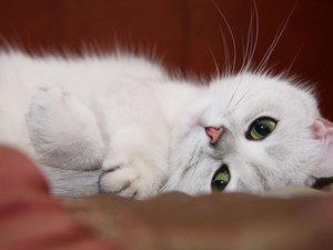 宠物 猫 喵星人 波米拉猫