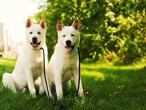 安卓萌宠 汪星人 狗 卖萌 可爱手机壁纸