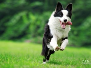 宠物 狗 汪星人 边境牧羊犬 边牧