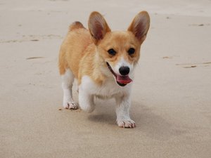 安卓宠物 狗 汪星人 柯基犬手机壁纸