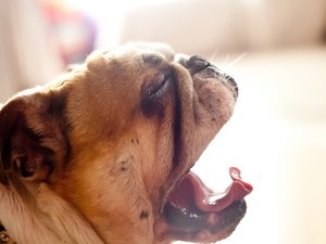 安卓宠物 狗 汪星人 斗牛犬手机壁纸