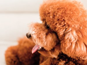 安卓宠物 狗 汪星人 泰迪犬手机壁纸