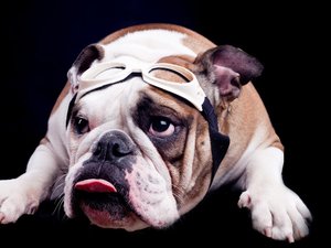 安卓宠物 狗 汪星人 斗牛犬手机壁纸