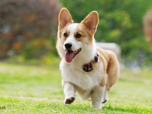 安卓宠物 狗 汪星人 柯基犬手机壁纸