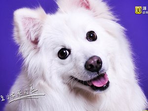 安卓宠物 狗 汪星人 萨摩犬手机壁纸