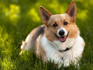 安卓宠物 狗 汪星人 柯基犬手机壁纸