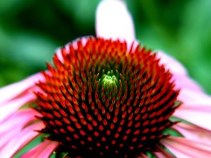 安卓小清新 静物写真 菊花 植物手机壁纸