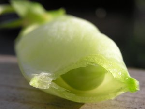 安卓经典 精美 风光 风景 动物 生物 摄影 高清 宽屏手机壁纸