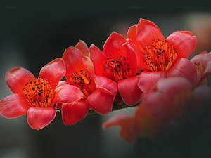 安卓春暖花开 春天 花 植物 宽屏手机壁纸
