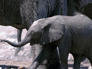 安卓动物 生物 大象手机壁纸