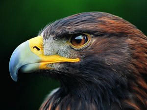 安卓萌宠 猛禽 老鹰 眼神犀利手机壁纸